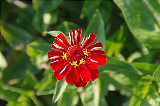 cầu bạch thủ thành phố