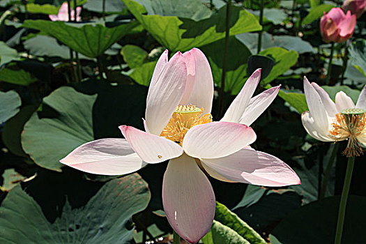 xsmn thu 5 hang tuan