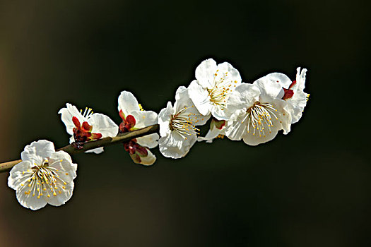 cầu lô đẹp