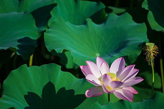 du doan xo so minh ngoc