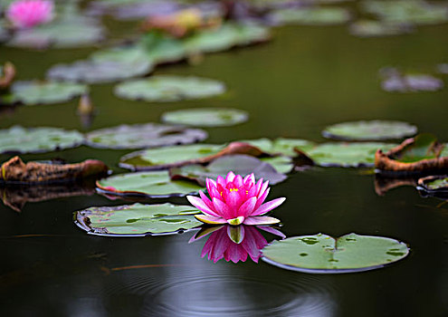 soi cầu đài phát miền nam