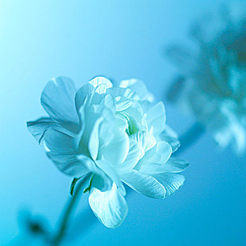 soi cầu mo bi