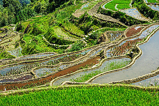 soi cau bach thu ngay hom nay