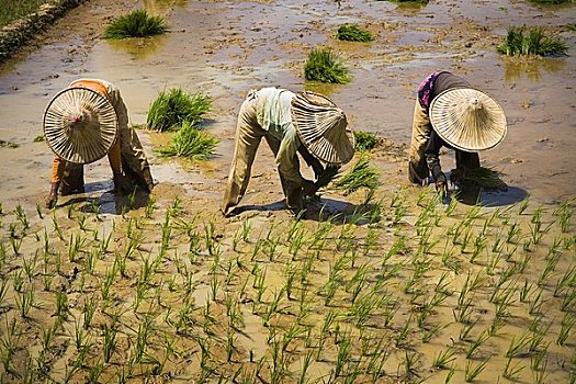 soi cầu bạch thủ hôm nay