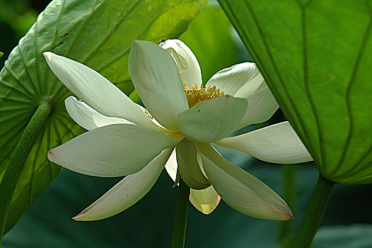 xổ số miên bắc