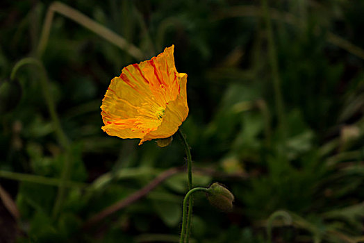 w2888 soi cầu
