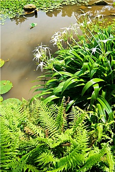soi cau binh dinh 3s