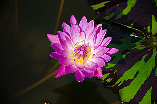 xổ xổ số miền bắc