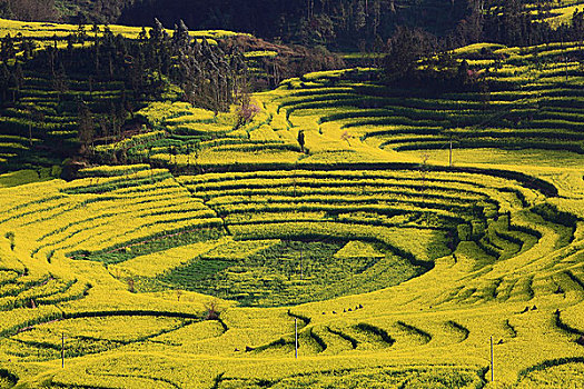 xô so mien nam