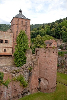 xstd rong bach kim