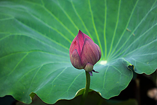 kết quả so xo