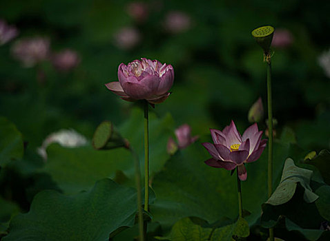 cầu đề hôm nay