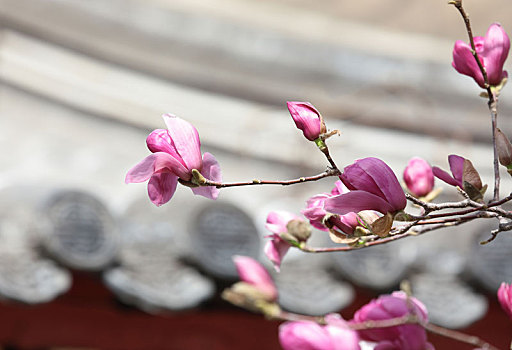 bạch thủ lô hôm nay miễn phí