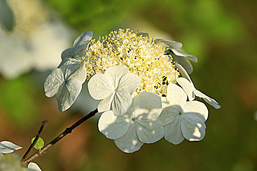 số cần thơ