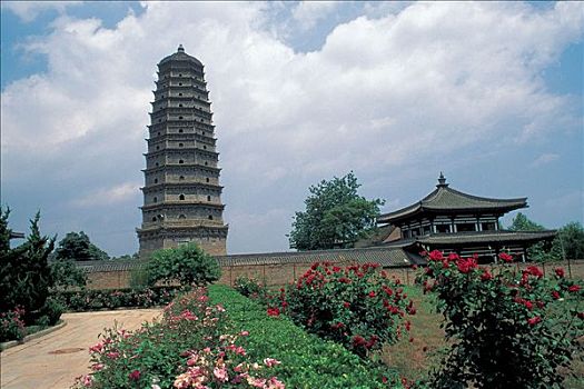 soi cau lo rong bach kim