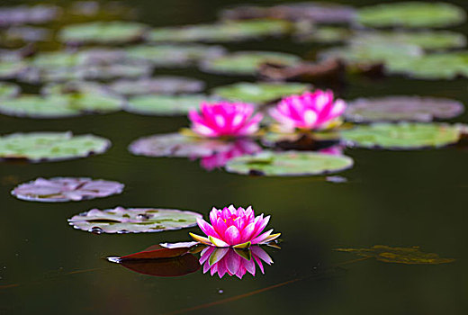 tỷ lệ ăn lô