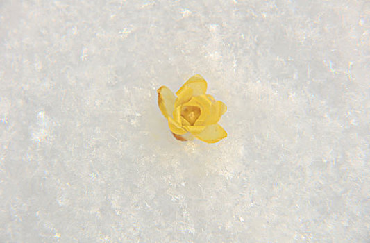 soicau bachthu de
