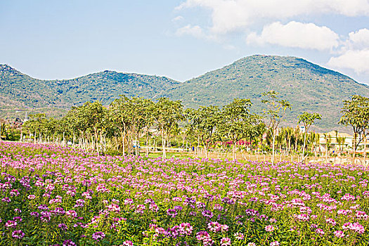 soi cau lo đe chuan