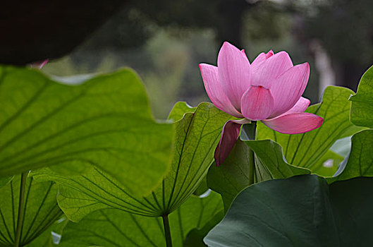 xổ số khánh hòa hôm nay