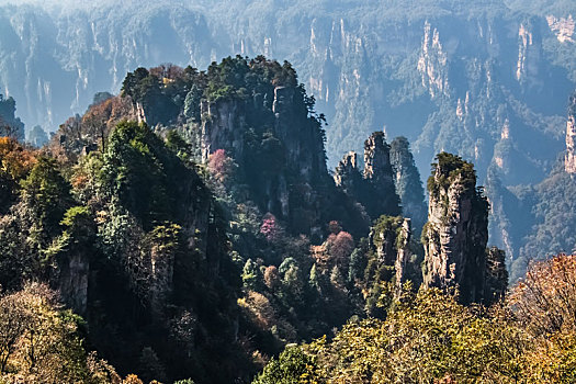soi câu bach thu