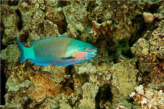 soi cầu bạch thủ 286