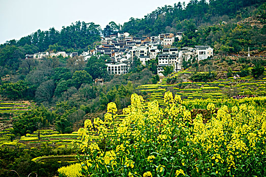 lô tô bạch thủ