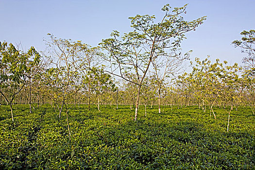 xsmb thu 5 hang tuan