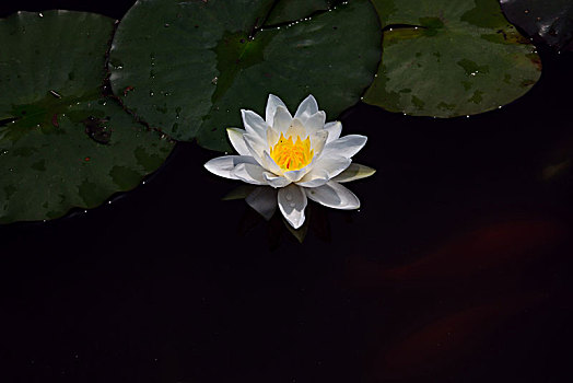 xo so miễn bác hom nay