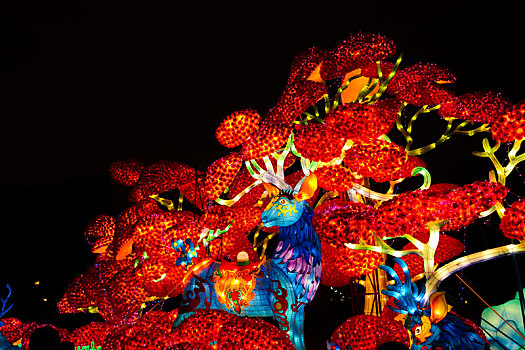 soi cau kg
