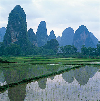 cau mien bac bach thu