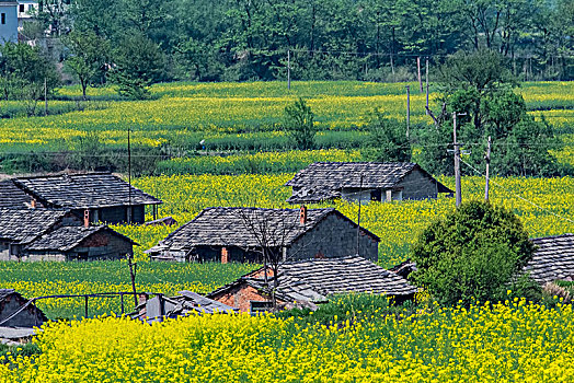 xs binh phuoc