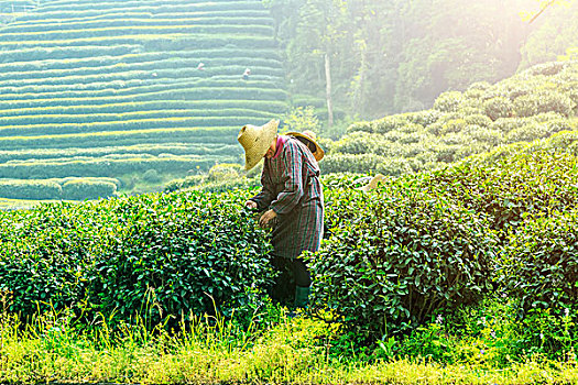 bạch thủ lô mb