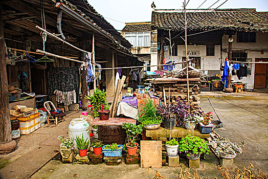 cá cược đá gà