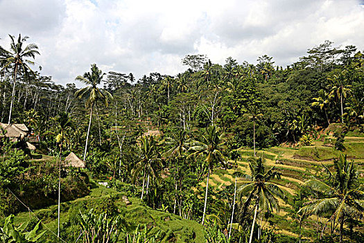 tỉ lệ ăn 3 càng