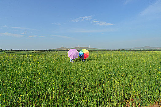 soi cau 2888