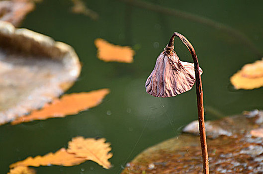 cầu lô hôm nay