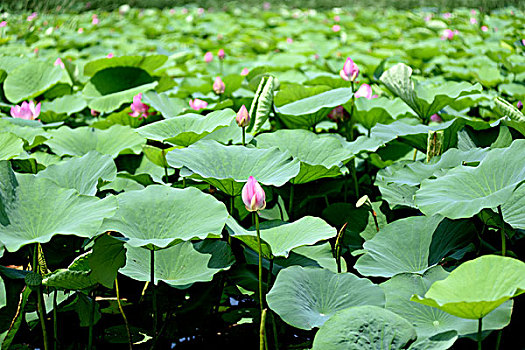 xổ số khánh hòa trực tiếp