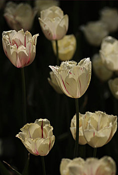 cầu lô miền nam