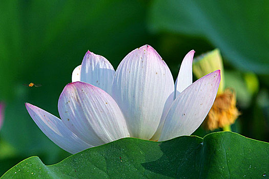 lô đề hôm nay về con gì